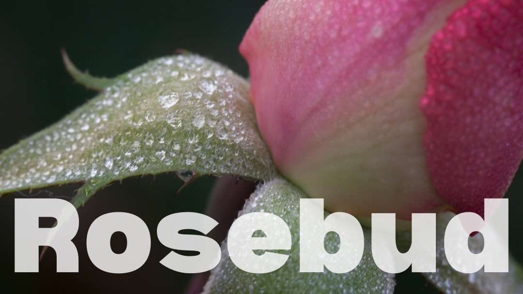 Rosebud: Episode 188