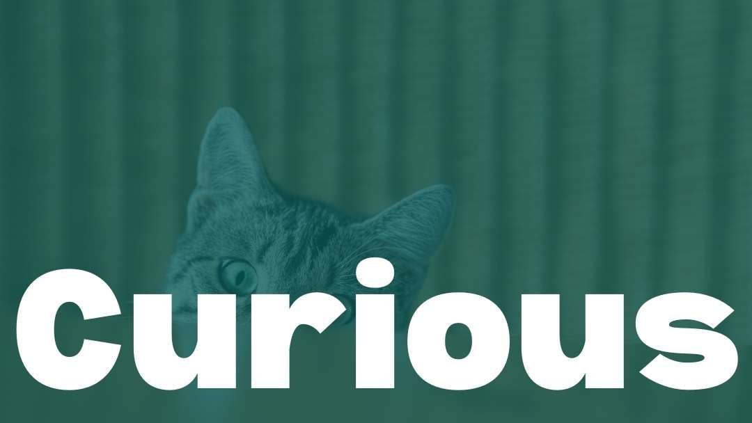 Curious About Oneself: Episode 310